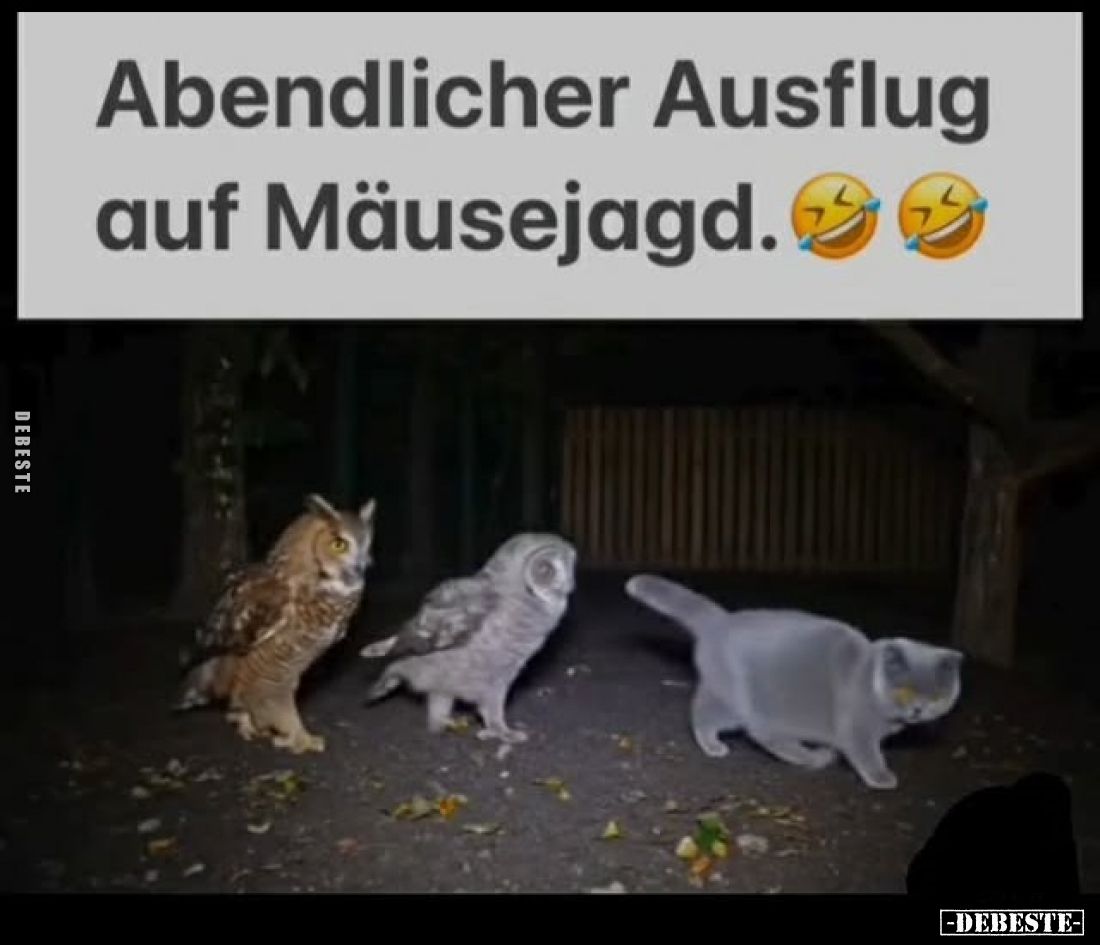 Abendlicher Ausflug auf Mäusejagd