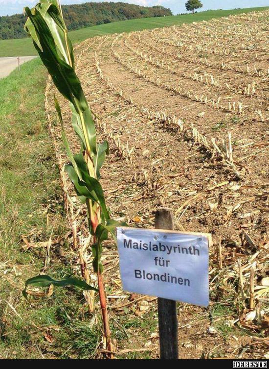 Maislabyrinth für Blondinen.. - Lustige Bilder | DEBESTE.de