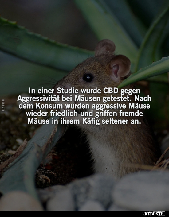 In einer Studie wurde CBD gegen Aggressivität bei Mäusen.. - Lustige Bilder | DEBESTE.de