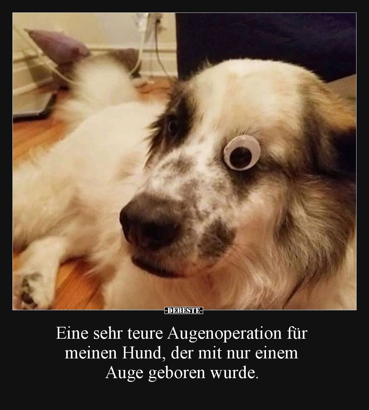 Eine sehr teure Augenoperation für meinen Hund, der mit nur einem Auge geboren wurde.