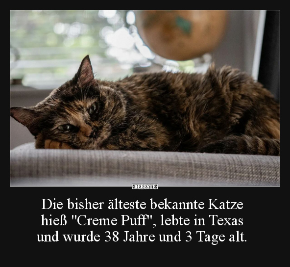 Katze