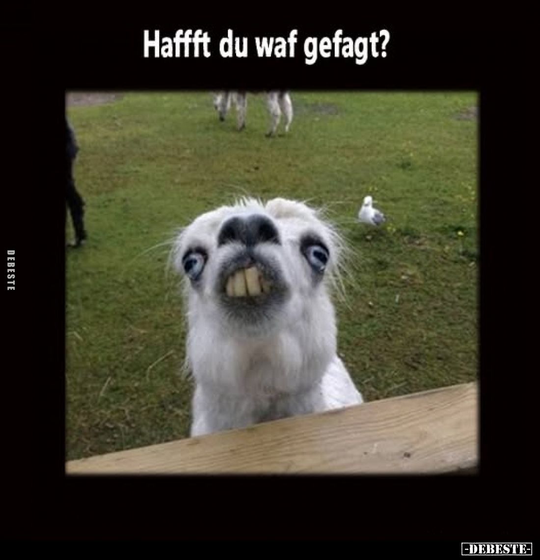 Haffft du waf gefagt?.. - Lustige Bilder | DEBESTE.de