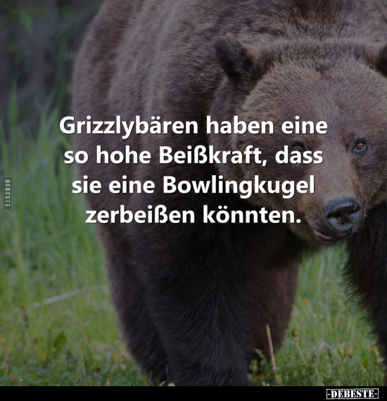 Grizzlybären haben eine so hohe Beißkraft, dass sie eine.. - Lustige Bilder | DEBESTE.de