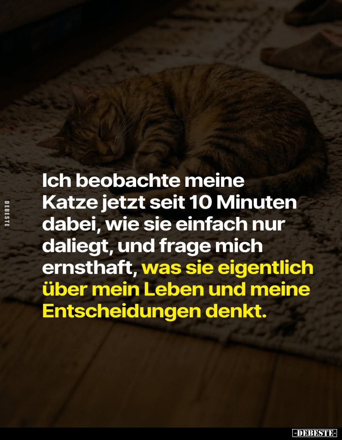 Ich beobachte meine Katze jetzt seit 10 Minuten dabei, wie sie einfach nur daliegt, und frage mich ernsthaft, was sie eigentl...