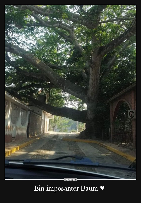 Ein imposanter Baum.. - Lustige Bilder | DEBESTE.de