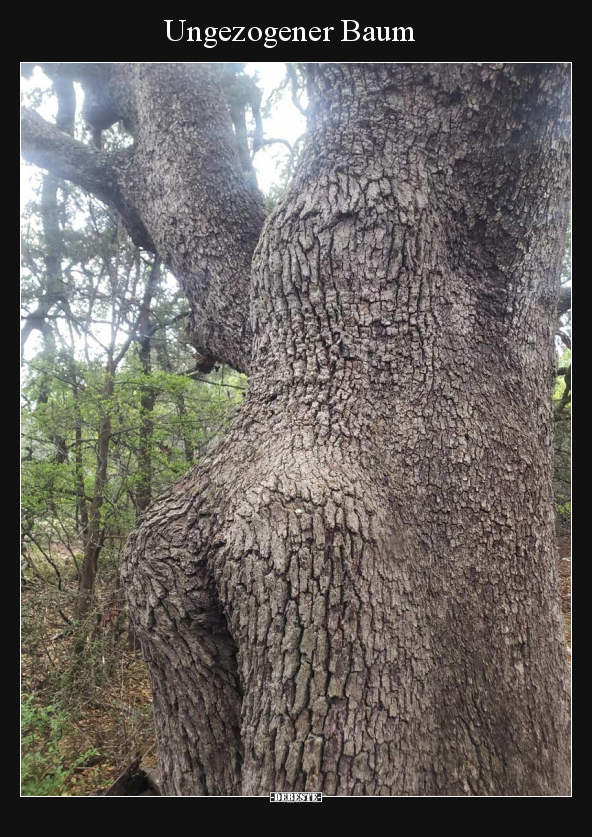 Ungezogener Baum.. - Lustige Bilder | DEBESTE.de