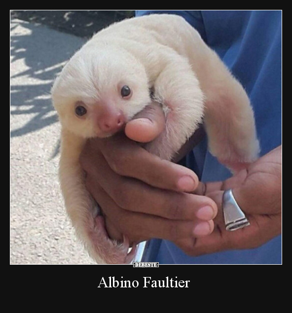 Albino Faultier.. - Lustige Bilder | DEBESTE.de