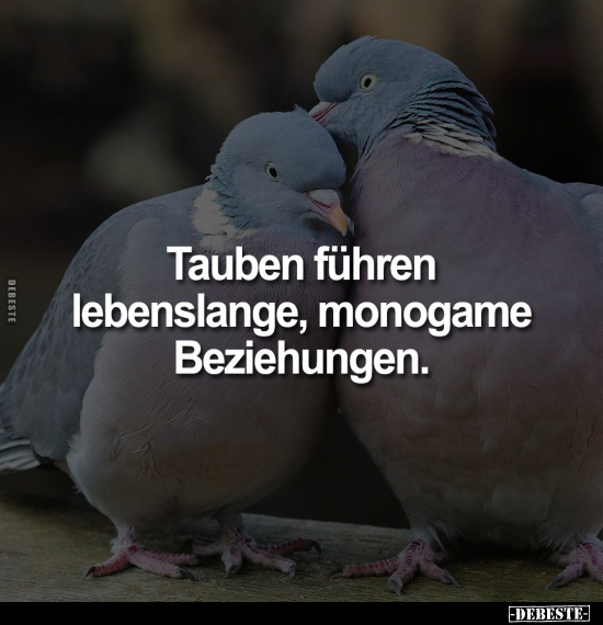 Tauben führen lebenslange, monogame Beziehungen.. - Lustige Bilder | DEBESTE.de