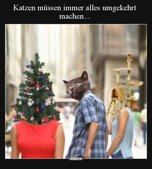 Katzen müssen immer alles umgekehrt machen... - Lustige Bilder | DEBESTE.de