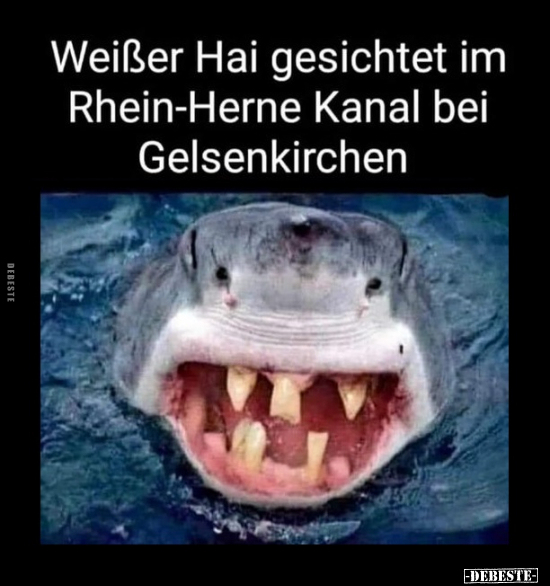 Weißer Hai gesichtet im Rhein-Herne Kanal bei.. - Lustige Bilder | DEBESTE.de