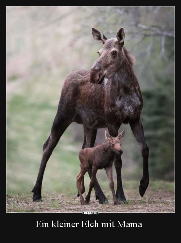 Ein kleiner Elch mit Mama.. - Lustige Bilder | DEBESTE.de