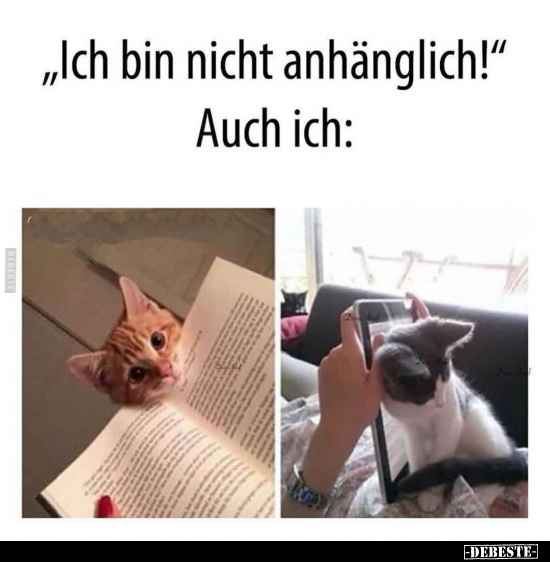 "Ich bin nicht anhänglich!"..