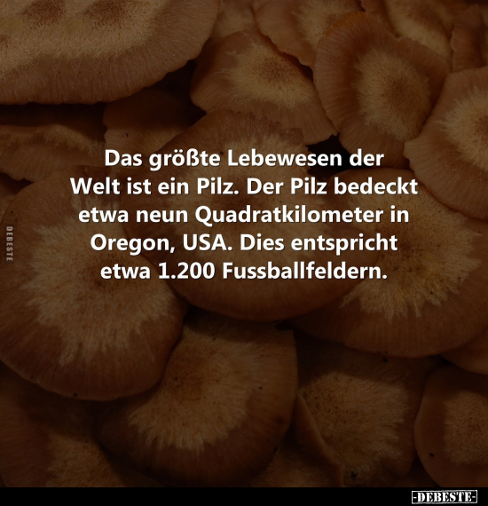 Das größte Lebewesen der Welt ist ein Pilz... - Lustige Bilder | DEBESTE.de