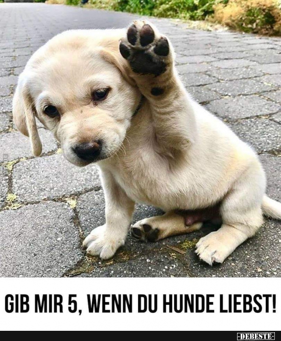 Gib mir 5, wenn du Hunde liebst! - Lustige Bilder | DEBESTE.de