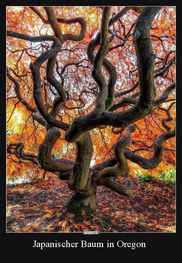 Japanischer Baum in Oregon..