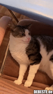 Das Limit an Streicheleinheiten wurde überschritten..