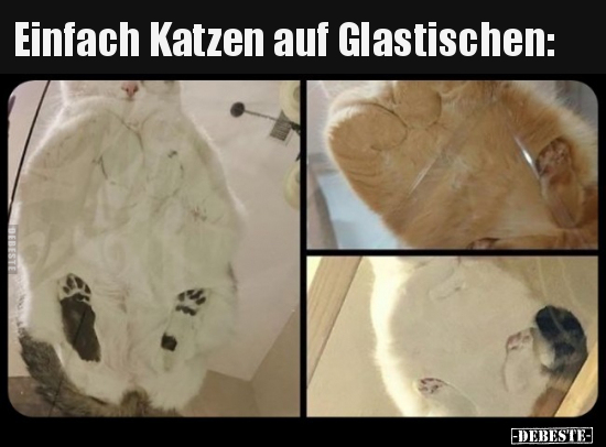 Einfach Katzen auf Glastischen.. - Lustige Bilder | DEBESTE.de