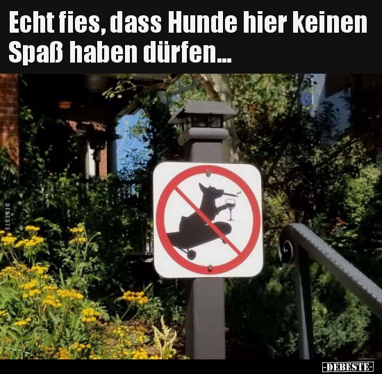 Hunde, Spaß, Echt, Hund