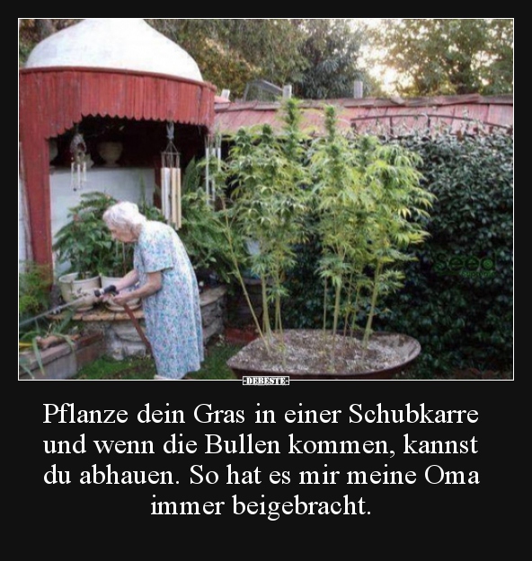 Pflanze dein Gras in einer Schubkarre und wenn die Bullen.. - Lustige Bilder | DEBESTE.de