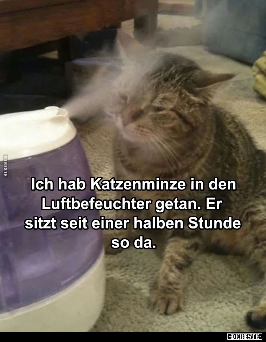 Ich hab Katzenminze in den Luftbefeuchter getan. Er sitzt seit einer halben Stunde so da.