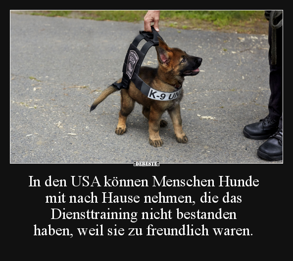 In den USA können Menschen Hunde mit nach Hause nehmen.. - Lustige Bilder | DEBESTE.de