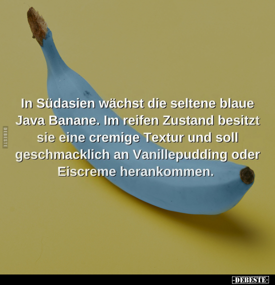 In Südasien wächst die seltene blaue Java Banane.. - Lustige Bilder | DEBESTE.de