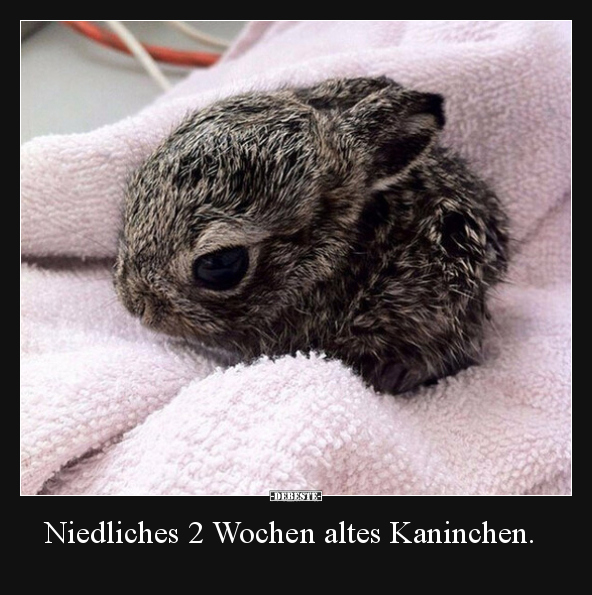 Niedliches 2 Wochen altes Kaninchen... - Lustige Bilder | DEBESTE.de