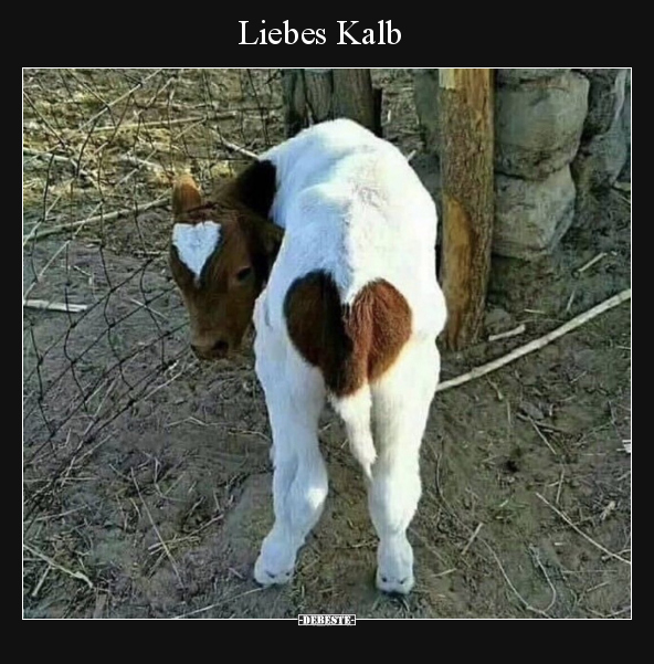 Liebes Kalb.. - Lustige Bilder | DEBESTE.de