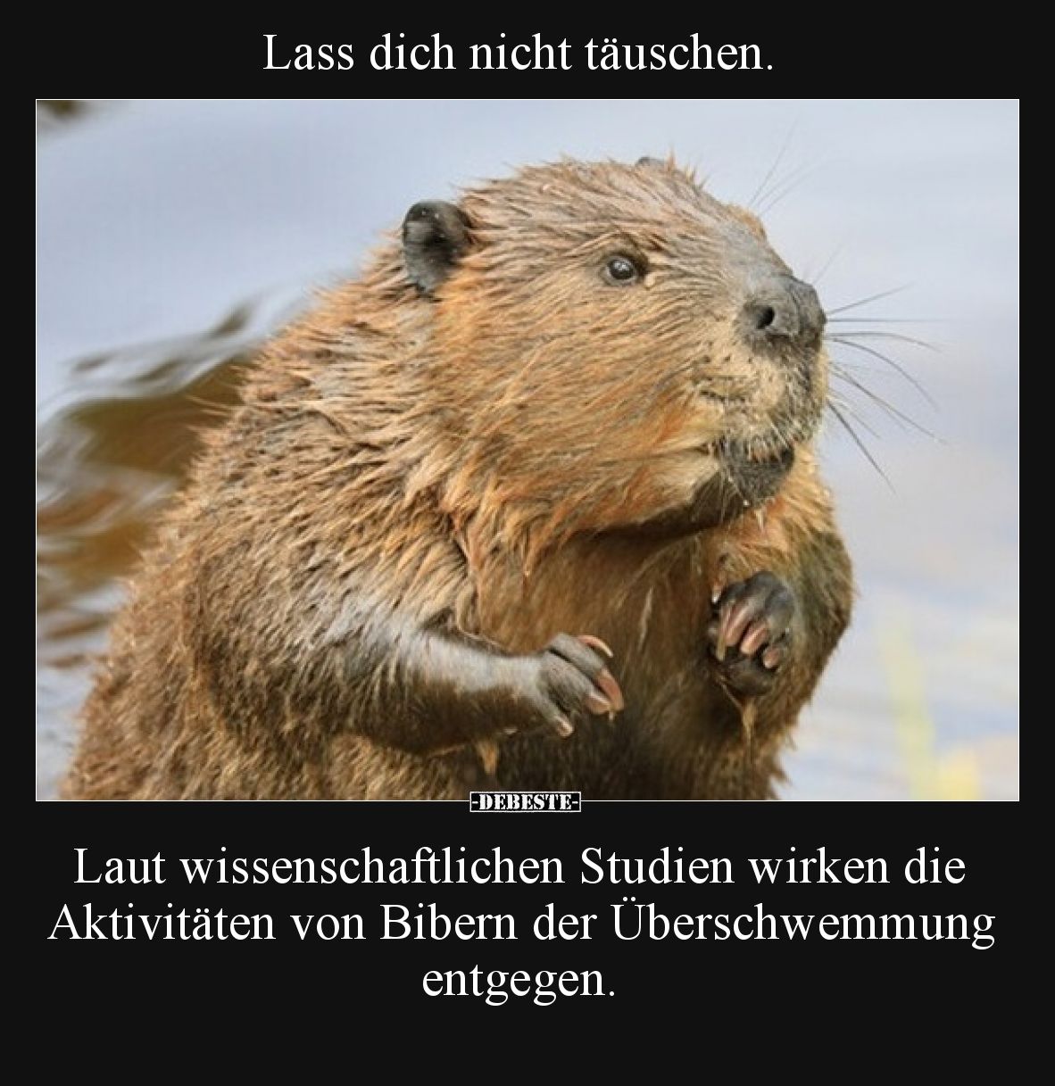Lass dich nicht täuschen.
Laut wissenschaftlichen Studien wirken die Aktivitäten von Bibern der Überschwemmung entgegen.