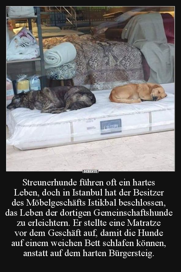 Streunerhunde führen oft ein hartes Leben.. - Lustige Bilder | DEBESTE.de