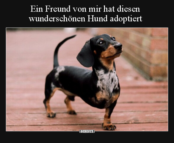 Ein Freund von mir hat diesen wunderschönen Hund.. - Lustige Bilder | DEBESTE.de