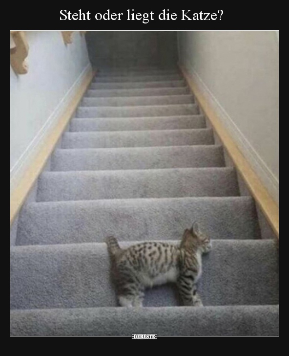 Steht oder liegt die Katze?..