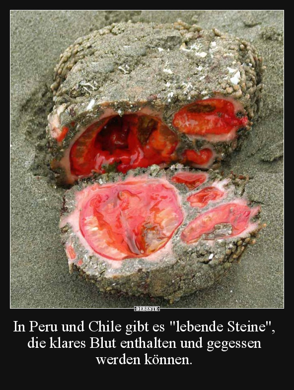 In Peru und Chile gibt es "lebende Steine", die.. - Lustige Bilder | DEBESTE.de