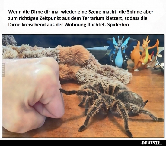 Wenn die Dirne dir mal wieder eine Szene macht, die Spinne.. - Lustige Bilder | DEBESTE.de