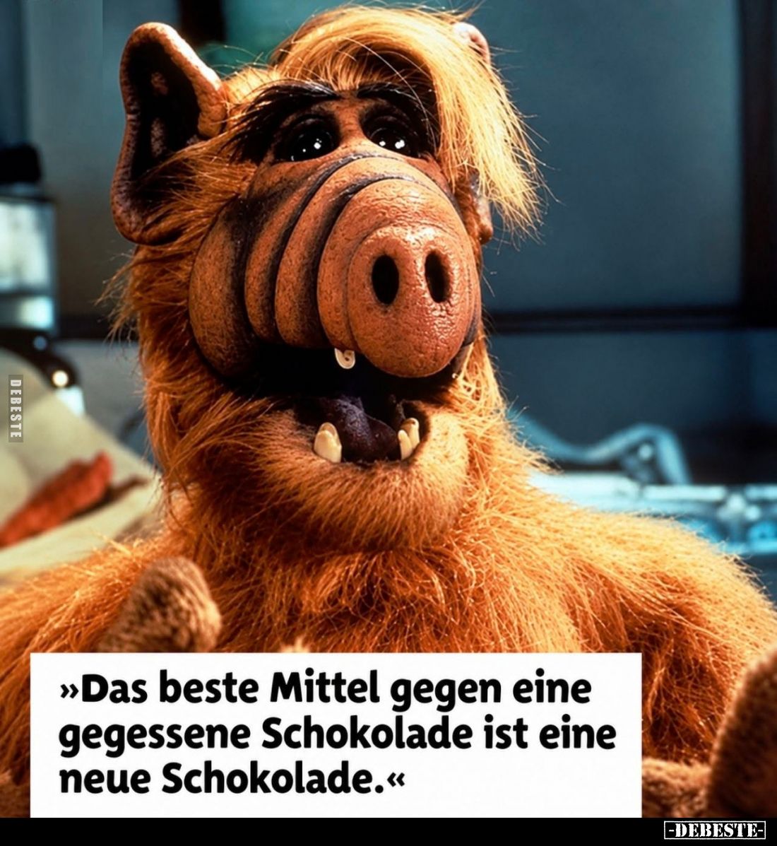 "Das beste Mittel gegen eine gegessene Schokolade ist eine.." - Lustige Bilder | DEBESTE.de