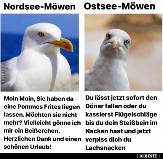 Nordsee-Möwen / Ostsee-Möwen.. - Lustige Bilder | DEBESTE.de
