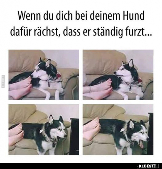 Wenn du dich bei deinem Hund dafür rächst, dass er ständig.. - Lustige Bilder | DEBESTE.de