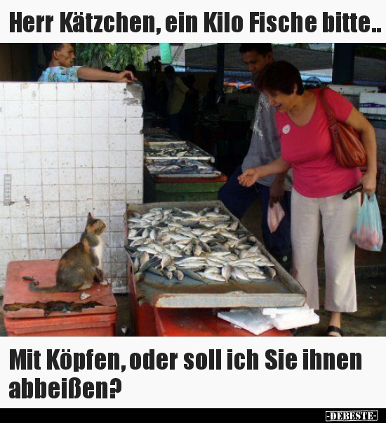 Herr Kätzchen, ein Kilo Fische bitte.. - Lustige Bilder | DEBESTE.de