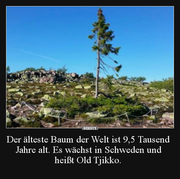 Der älteste Baum der Welt ist 9,5 Tausend Jahre alt... - Lustige Bilder | DEBESTE.de