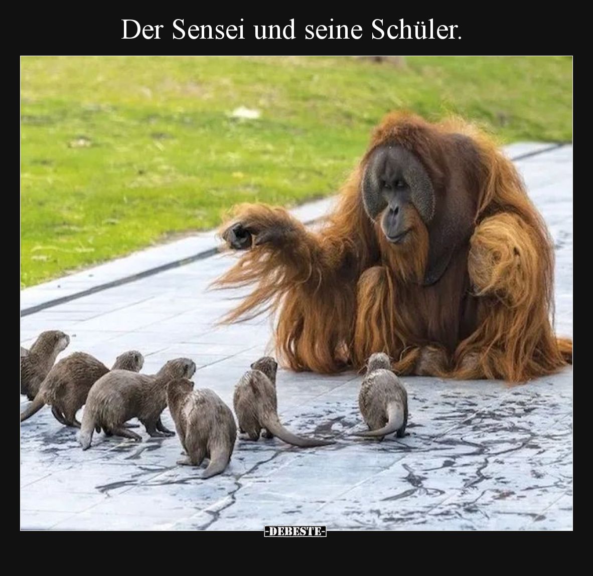 Der Sensei und seine Schüler... - Lustige Bilder | DEBESTE.de