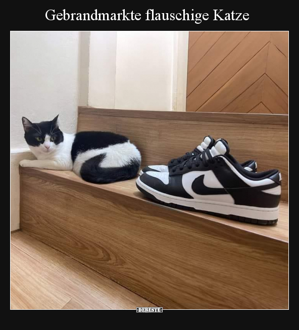 Gebrandmarkte flauschige Katze.. - Lustige Bilder | DEBESTE.de