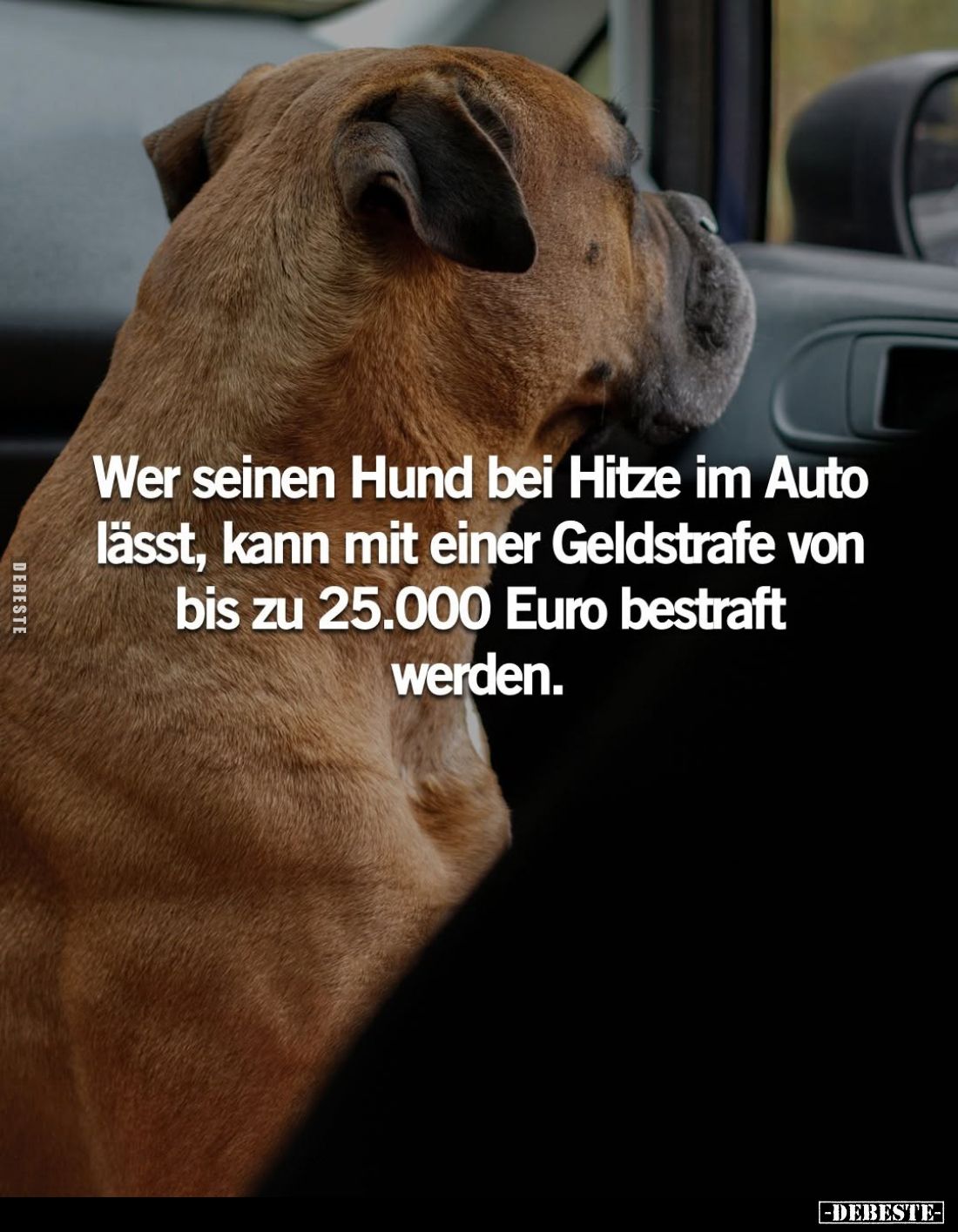 Wer seinen Hund bei Hitze im Auto lässt, kann mit einer Geldstrafe von bis zu 25.000 Euro bestraft werden.
