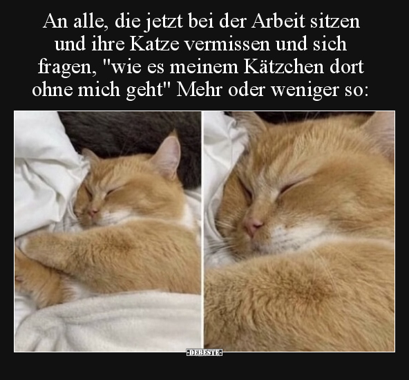 An alle, die jetzt bei der Arbeit sitzen und ihre Katze.. - Lustige Bilder | DEBESTE.de