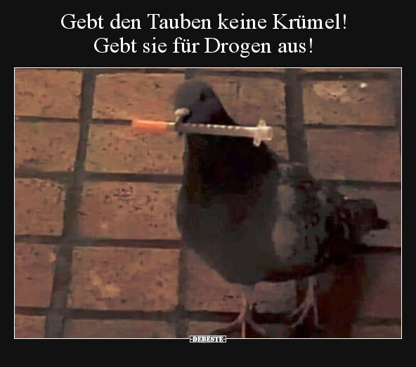 Gebt den Tauben keine Krümel! Gebt sie für Drogen aus!.. - Lustige Bilder | DEBESTE.de