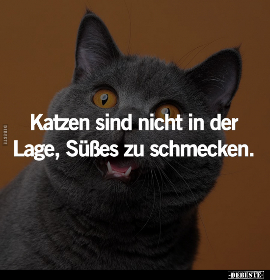 Katzen sind nicht in der Lage, Süßes zu schmecken... - Lustige Bilder | DEBESTE.de