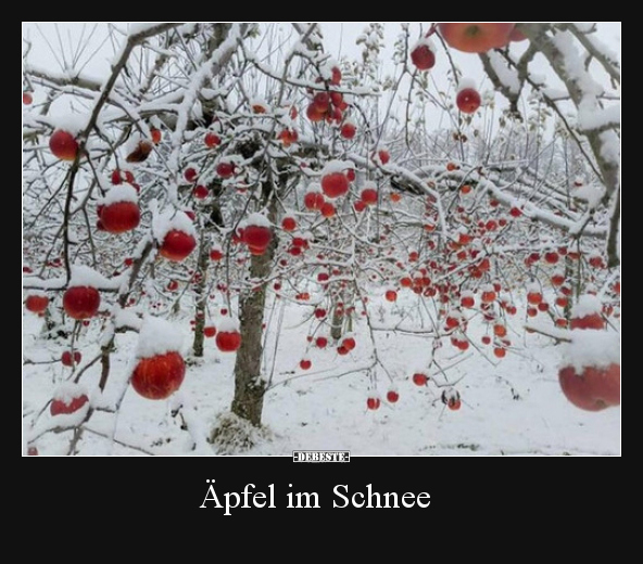 Äpfel im Schnee.. - Lustige Bilder | DEBESTE.de