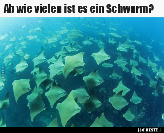 Ab wie vielen ist es ein Schwarm?.. - Lustige Bilder | DEBESTE.de