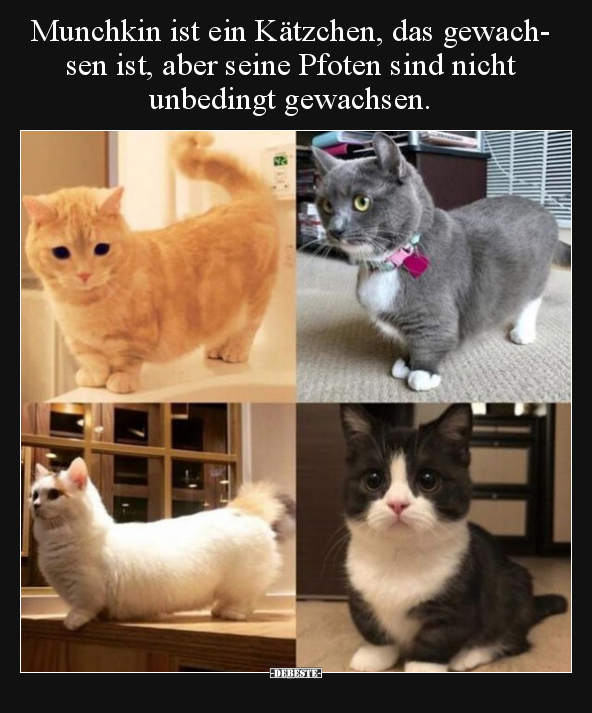 Munchkin ist ein Kätzchen, das gewachsen ist, aber seine.. - Lustige Bilder | DEBESTE.de