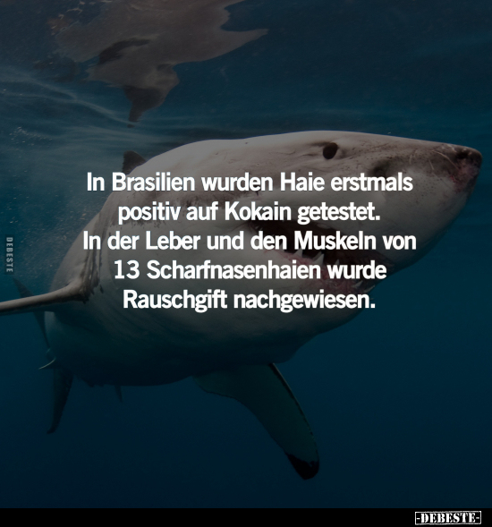 In Brasilien wurden Haie erstmals positiv auf Kokain.. - Lustige Bilder | DEBESTE.de