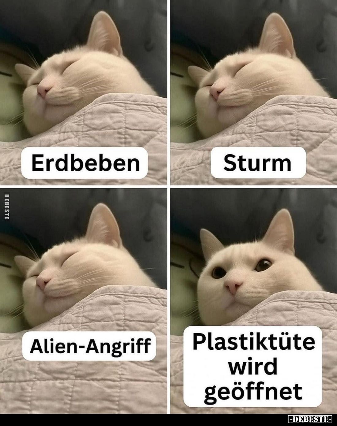 Erdbeben,
Sturm,
Alien-Angriff,
Plastiktüte wird geöffnet.